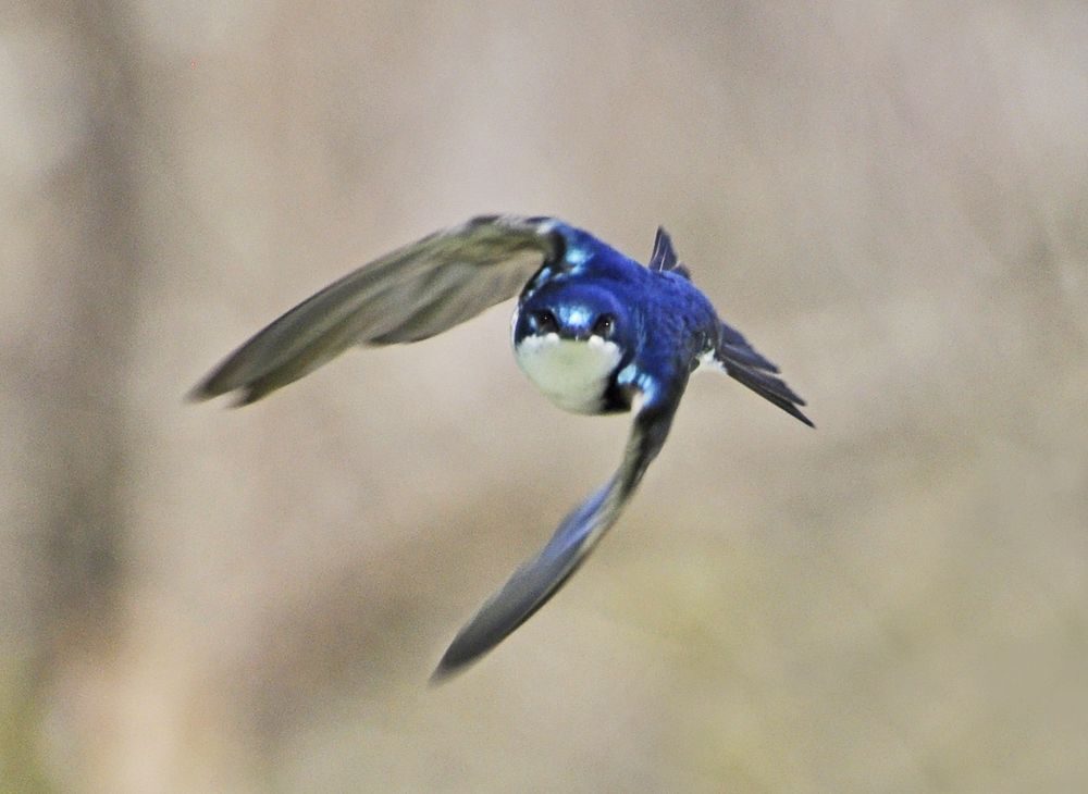 Un oiseau qui vole