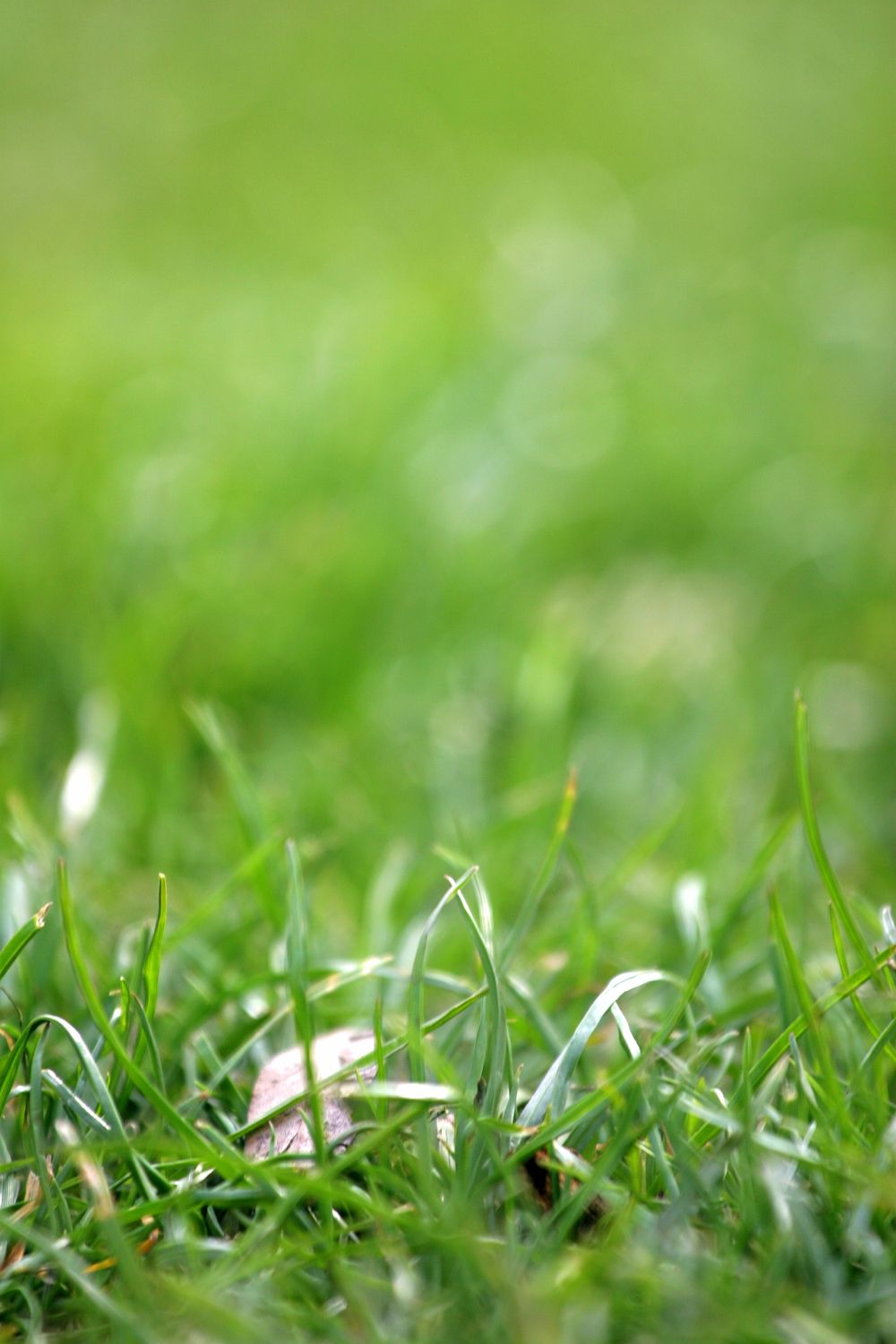 Image d'herbe