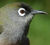 Des oiseaux