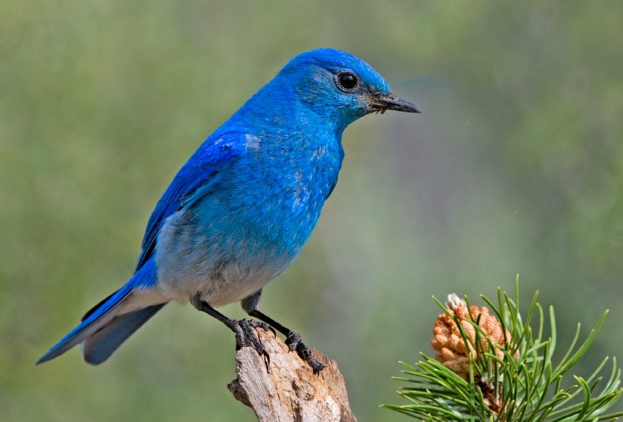 un oiseux bleu