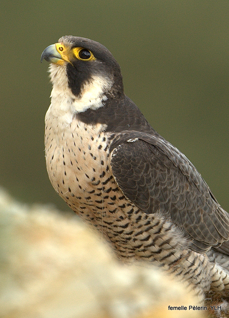 Un oiseau