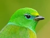 Oiseau vert qui regarde l'horizon